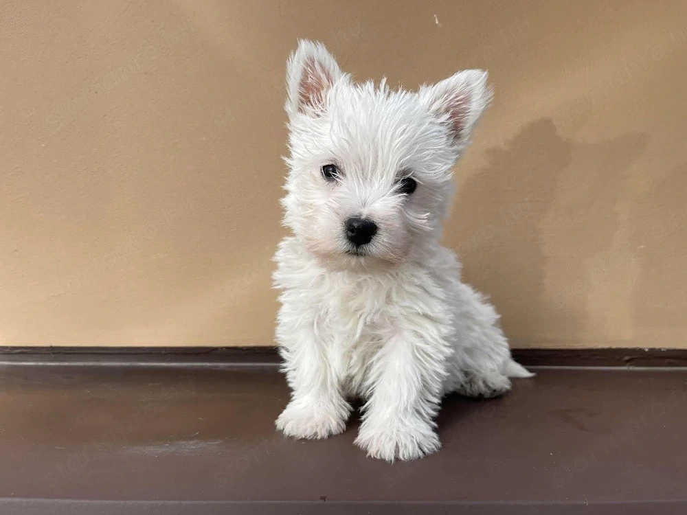 Westie kiskutyák