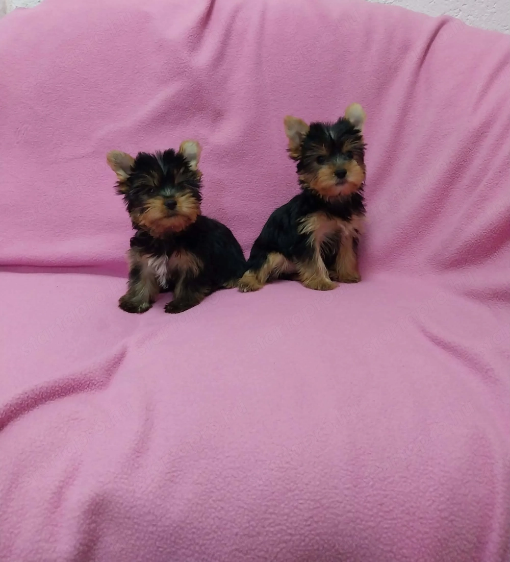 yorkshire terrier kutyak