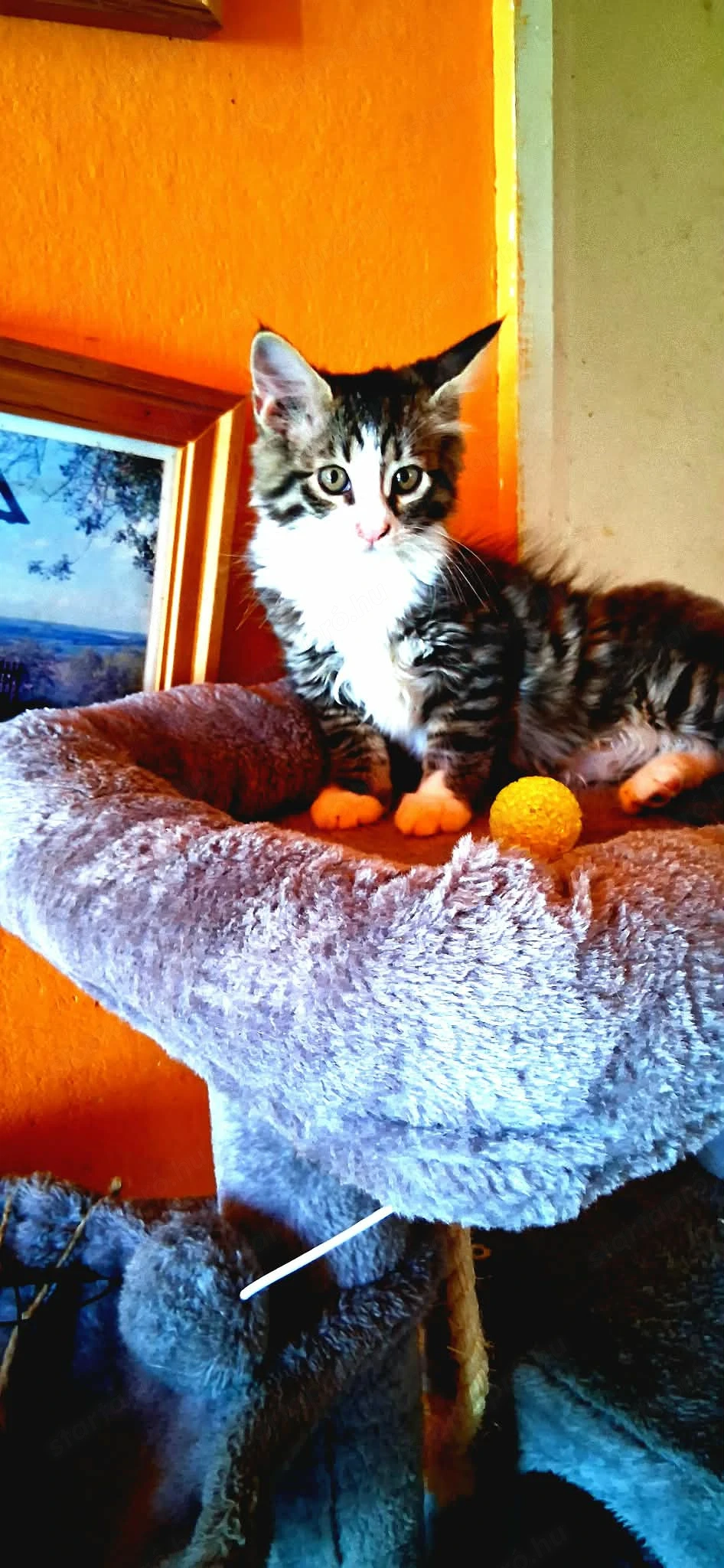 Maine coon 3,5 hónapos gyönyörű kiscica