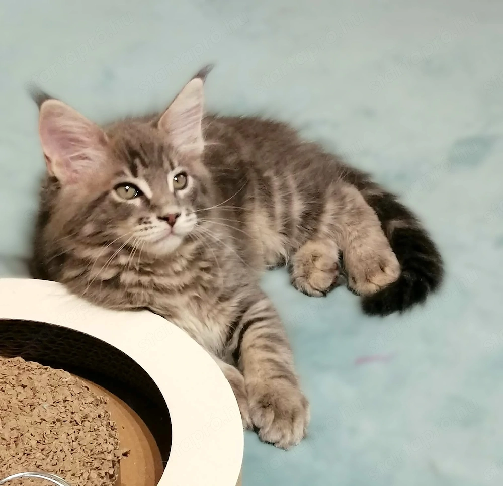 Maine coon kandúr kiscica