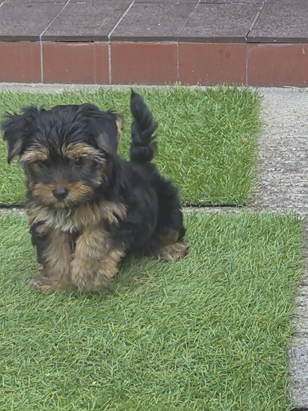 Yorkschire terrier 