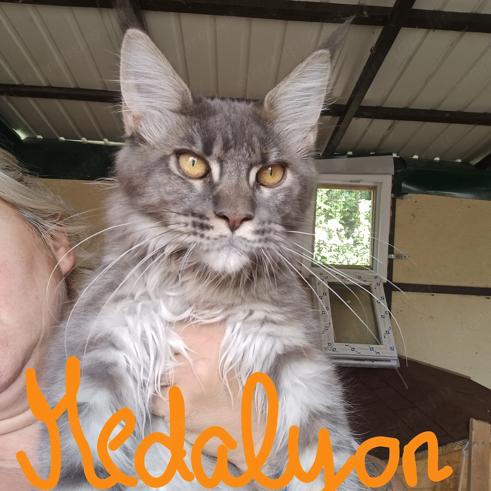 Black Forest Maine coon