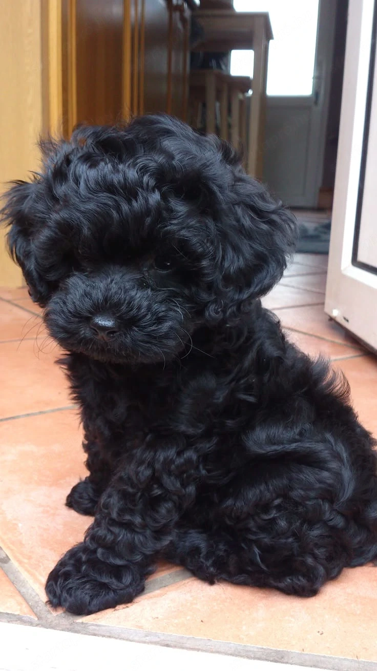 Maltipoo kölykök 
