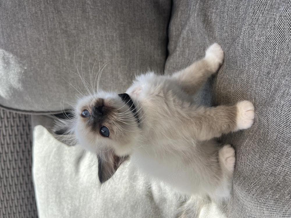 Ragdoll kiscica eladó