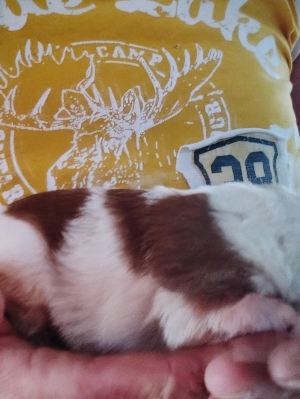 Drótszőrű foxi kutyusok