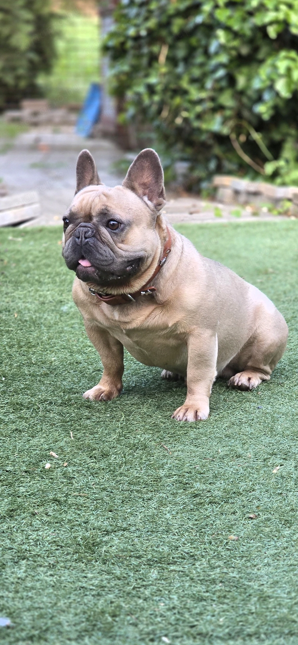 Francia bulldog kan