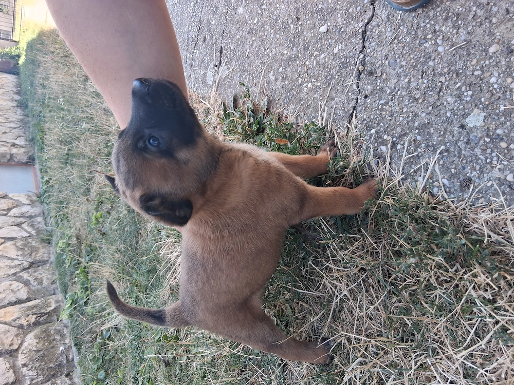 Belga juhász (malinois) kiskutyák eladók