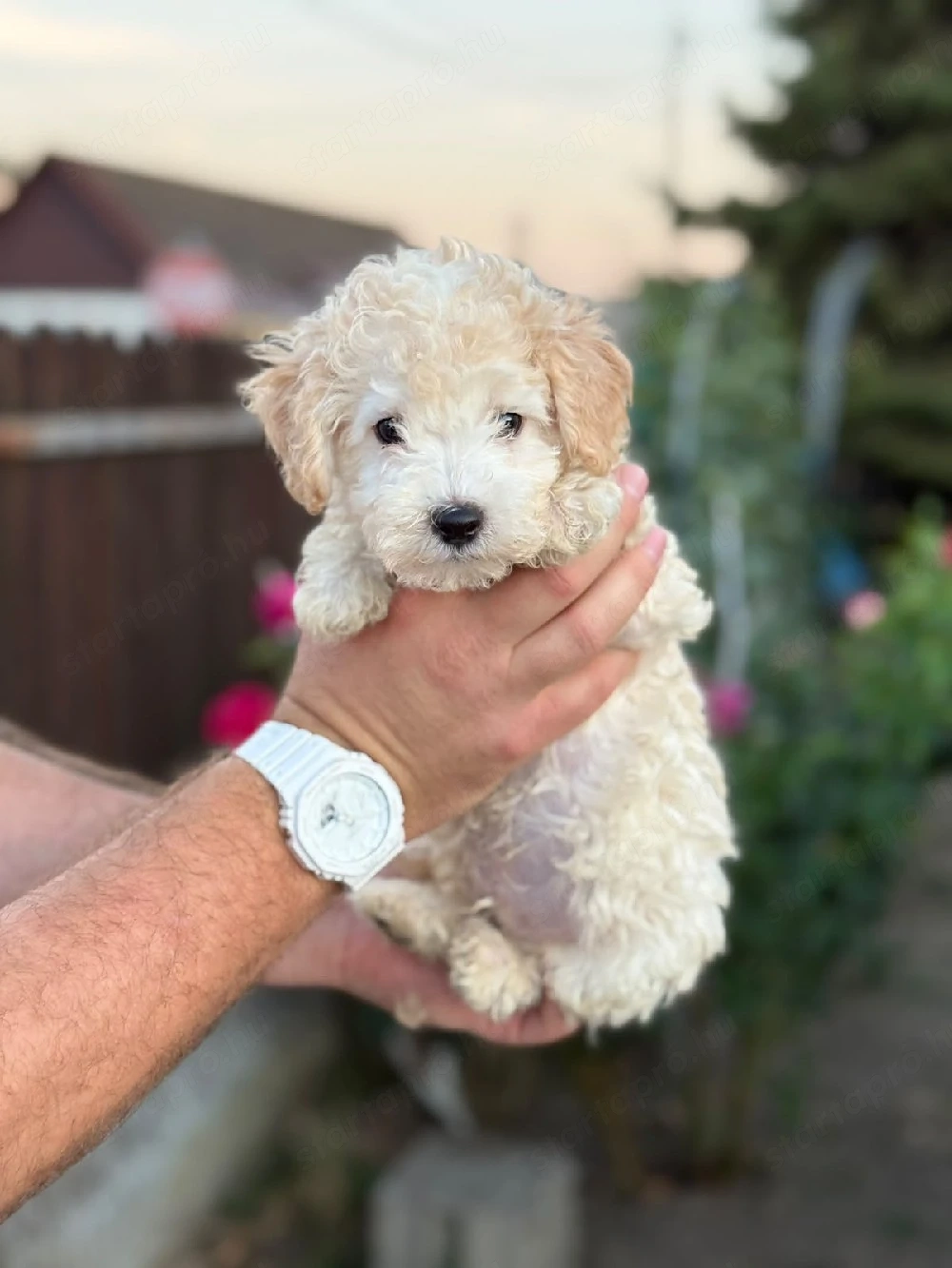 maltipoo kisfiú 