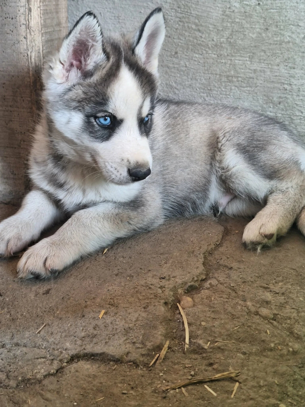 Fajtatiszta husky kiskutya 