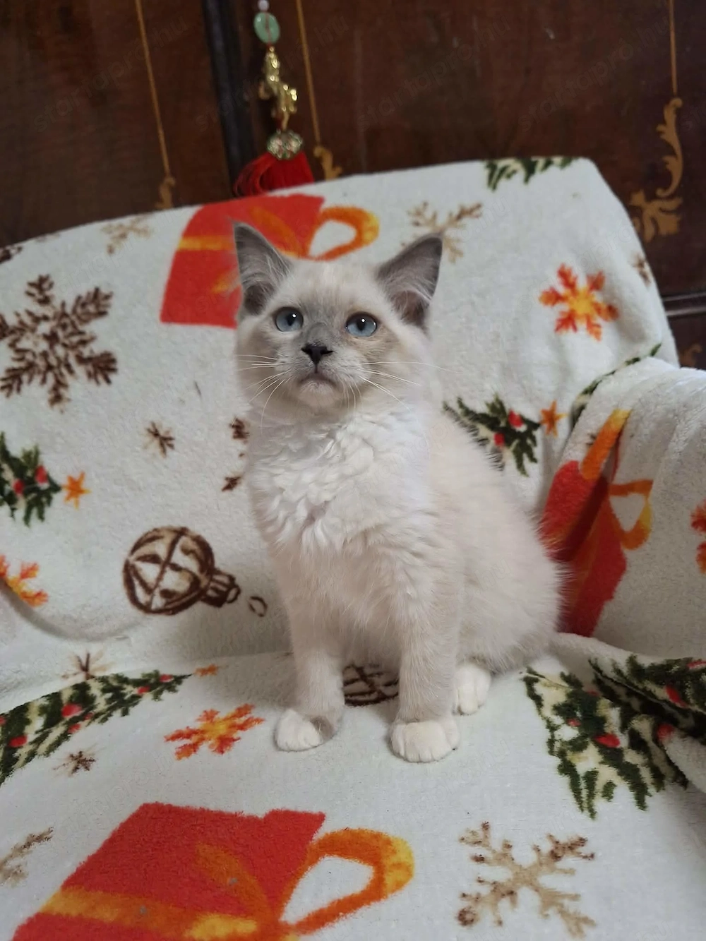 Szines ragdoll kiskandúrok és kislányok eladóak.