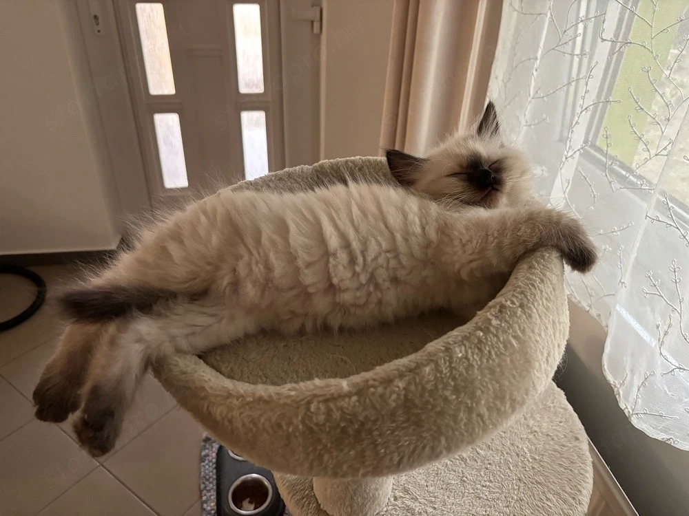Ragdoll Babák
