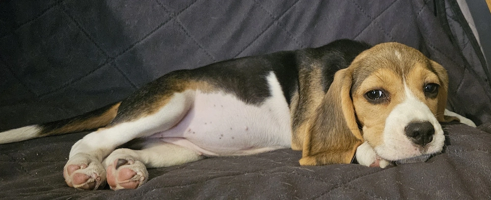 Szuka beagle kölykök