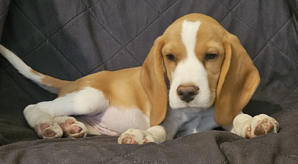 Kan beagle kölyök gazdát keres