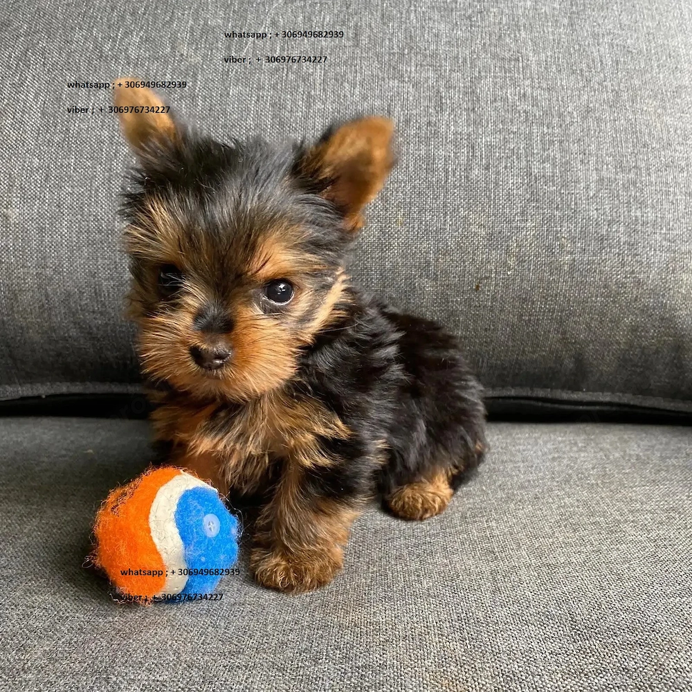 yorkshire terrier