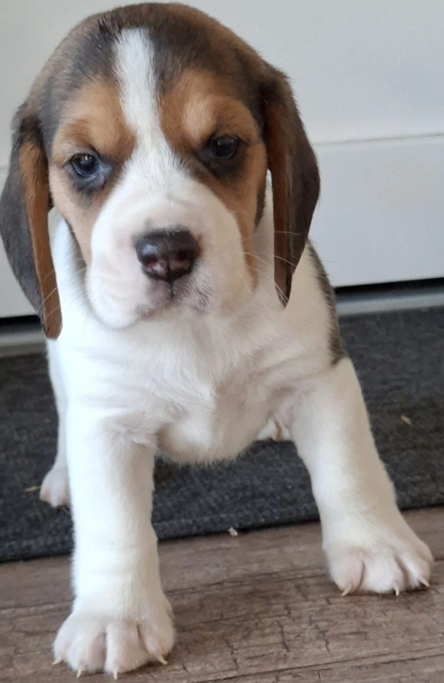 Beagle kölykök eladók