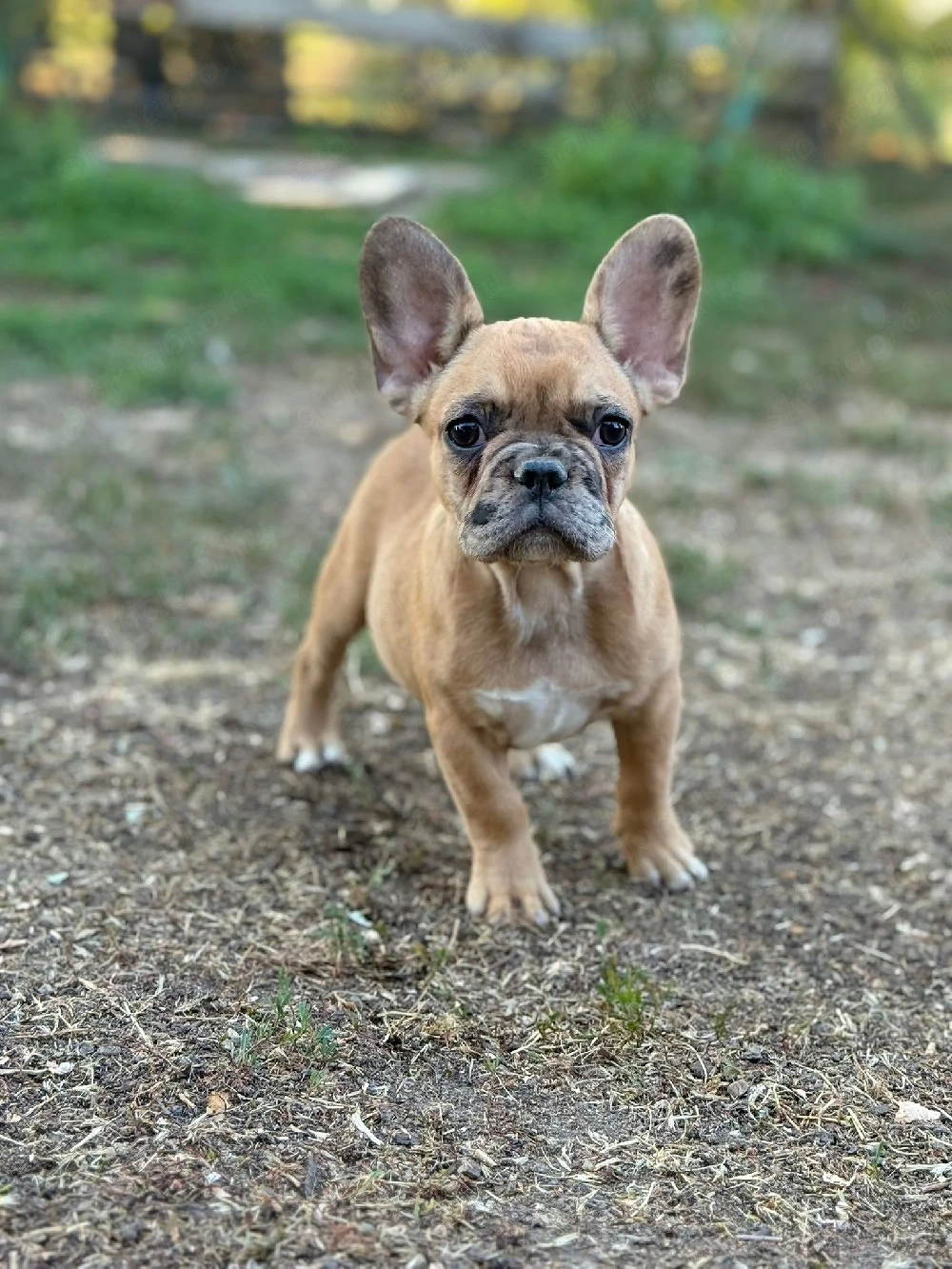 francia bulldog kislányok