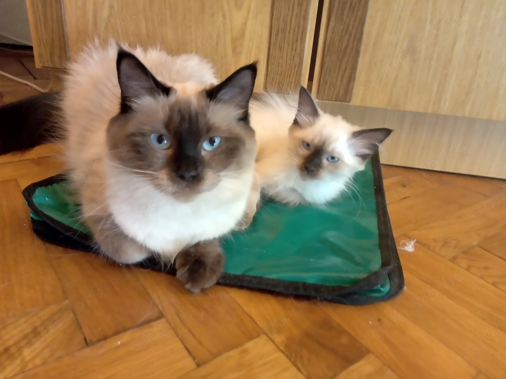 Eladó seal ragdoll kislány cica 