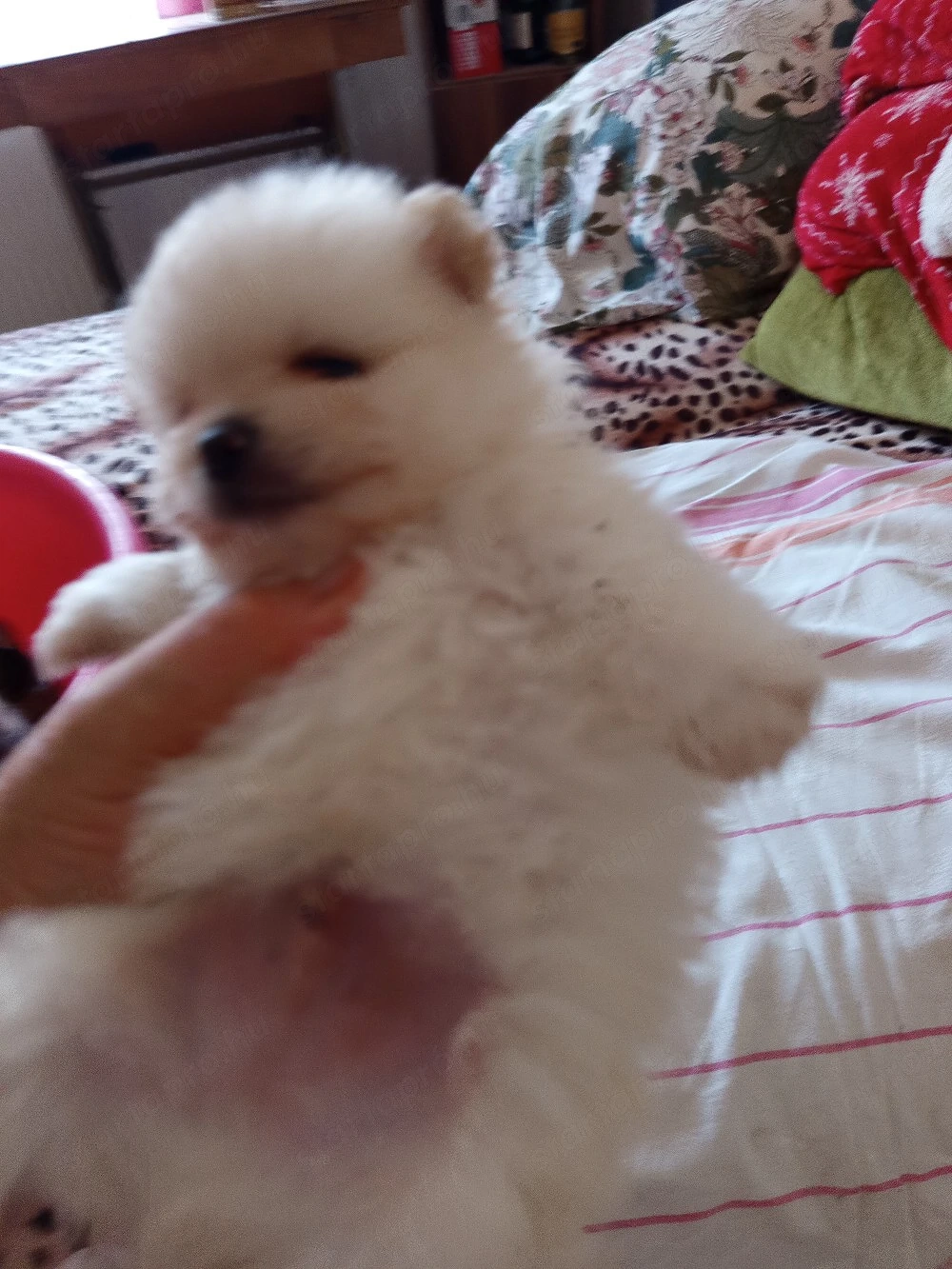 Pomeraniai torpespicc