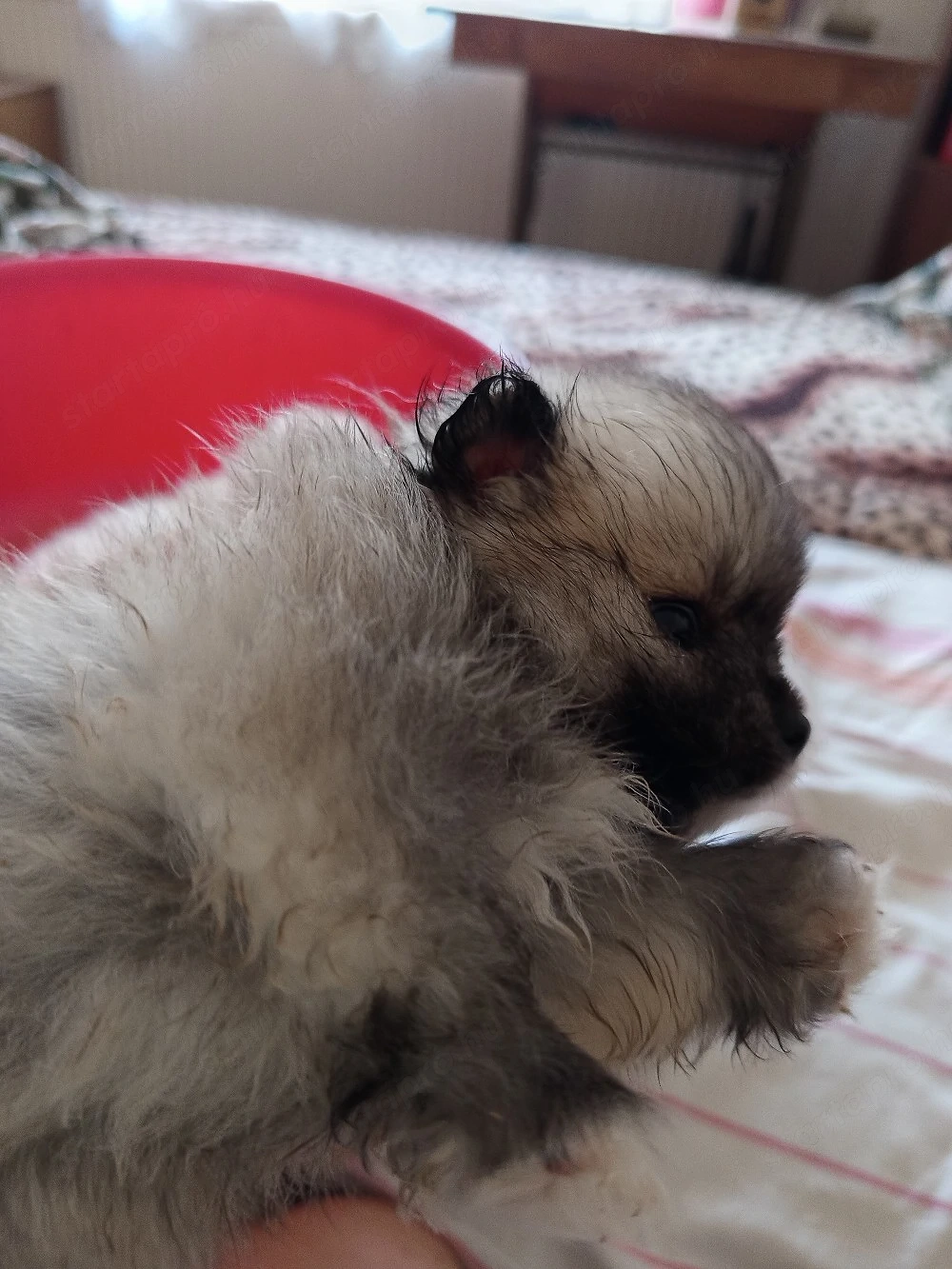 pomeraniai torpespicc