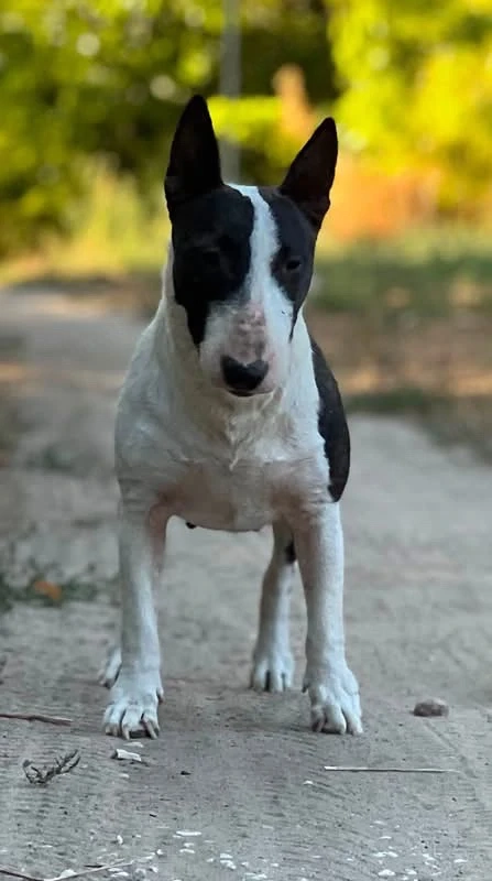 Mini Bullterrier