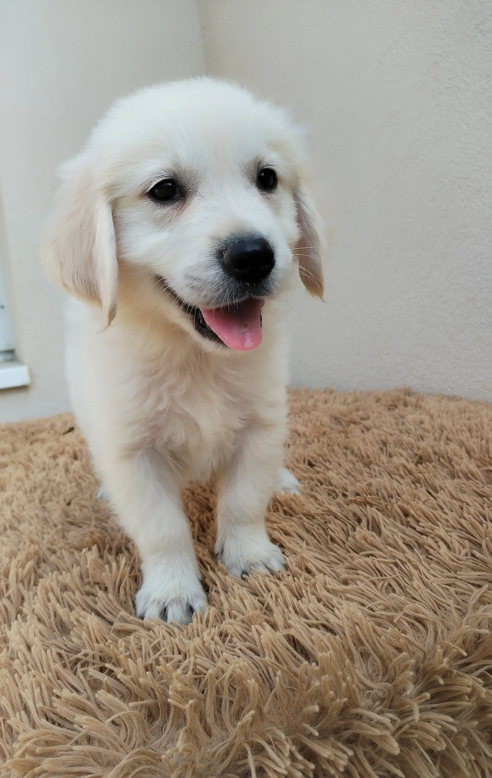 Golden retriever kiskutyák gazdit keresnek 
