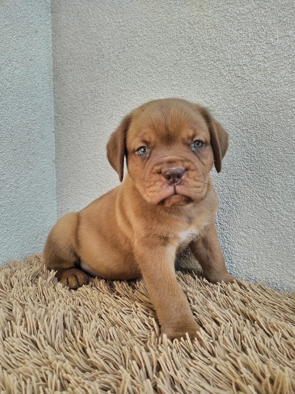 Bordeauxi dog kölykök gazdit keresnek 