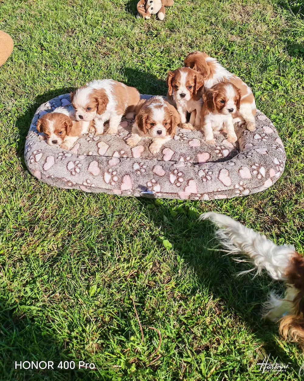Cavalier king charles spániel törzskönyvezett kiskutyák 