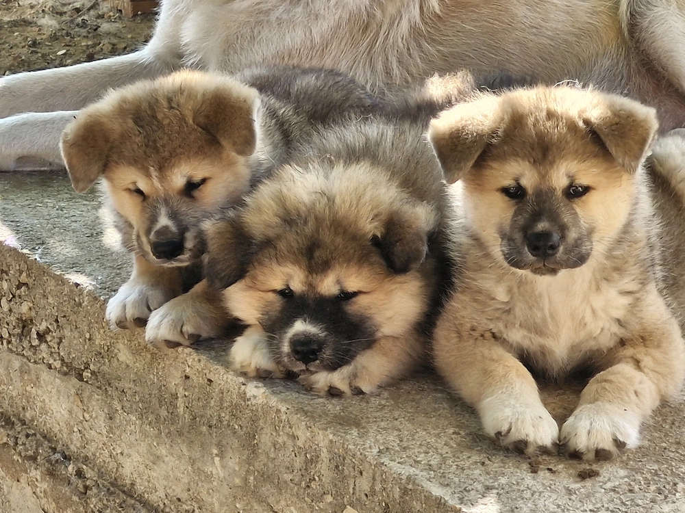 Japán Akita Eladó