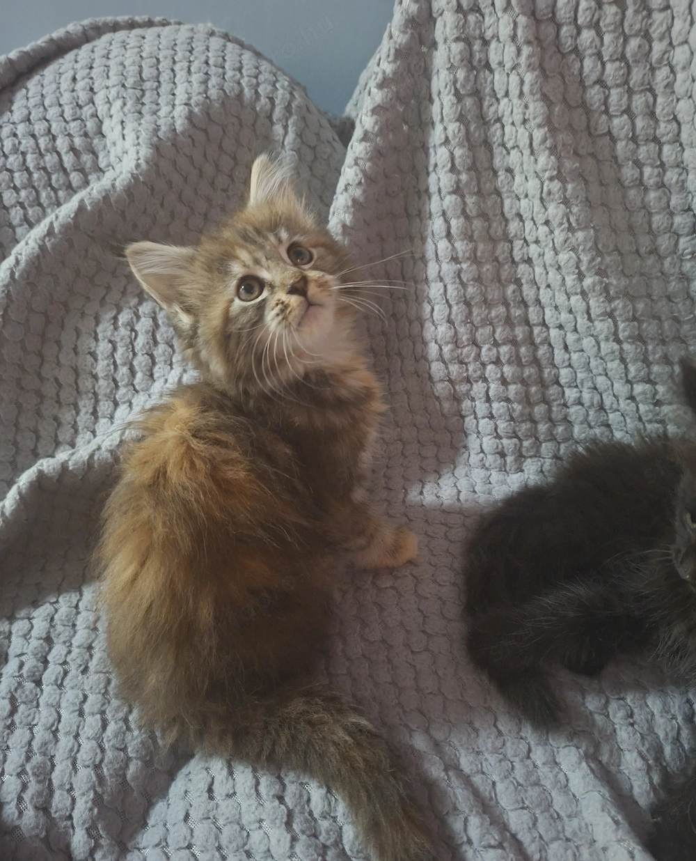 Maine coon Cirmos kislány