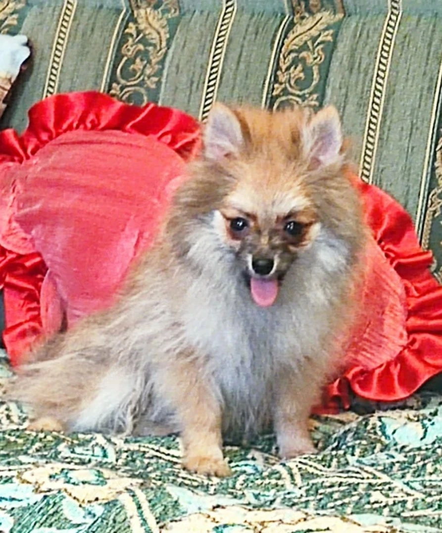 Spitz kiskutya eladó