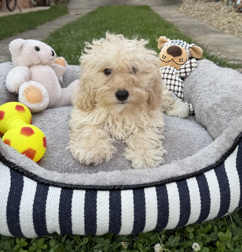 Maltipoo kisfiú gazdisodna Uszkár apa 