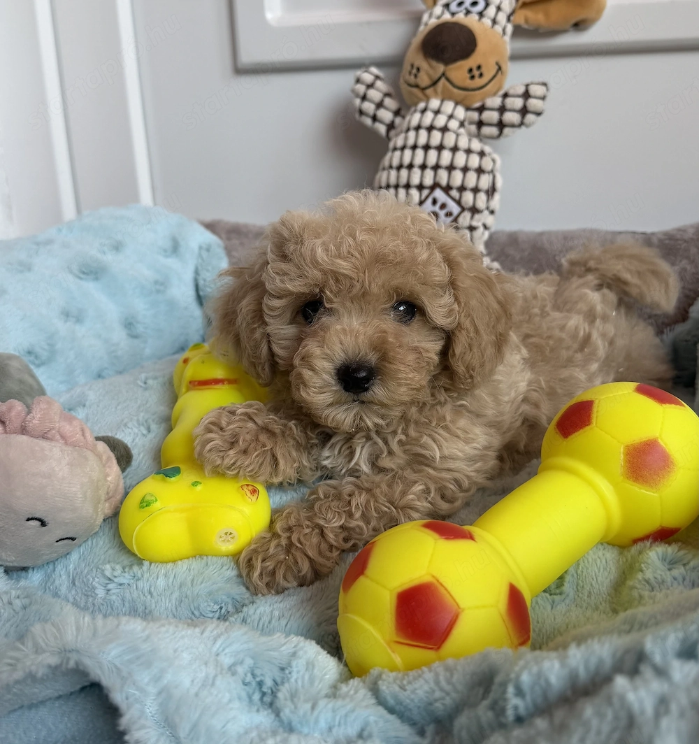 Maltipoo fiú gazdiját várja Uszkár apa 