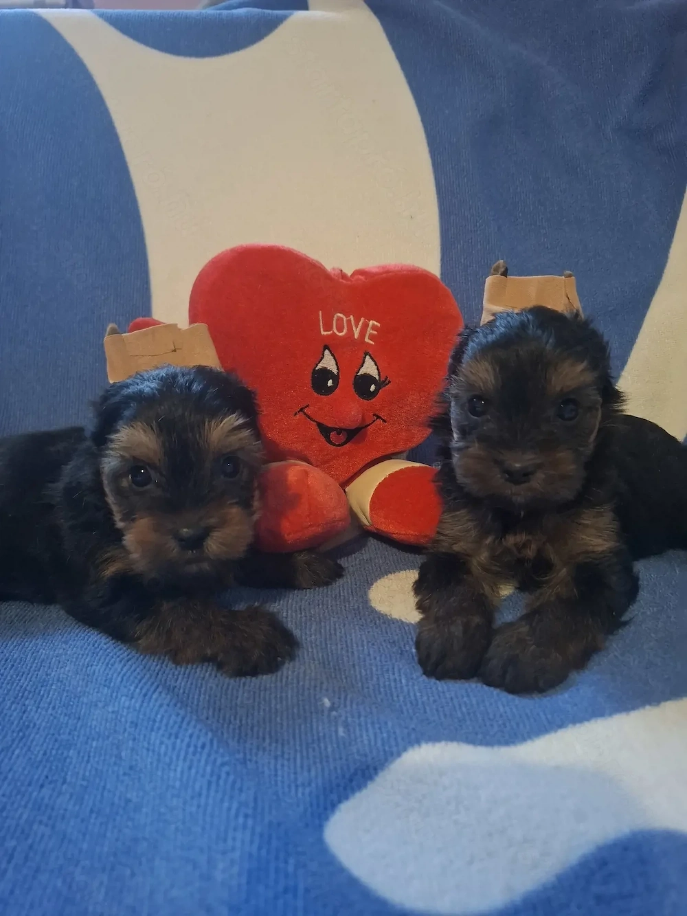 Yorkshire terrier kiskutyák 