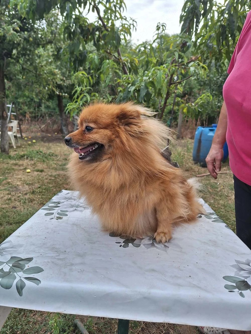 Spitz kutya lány eladó  