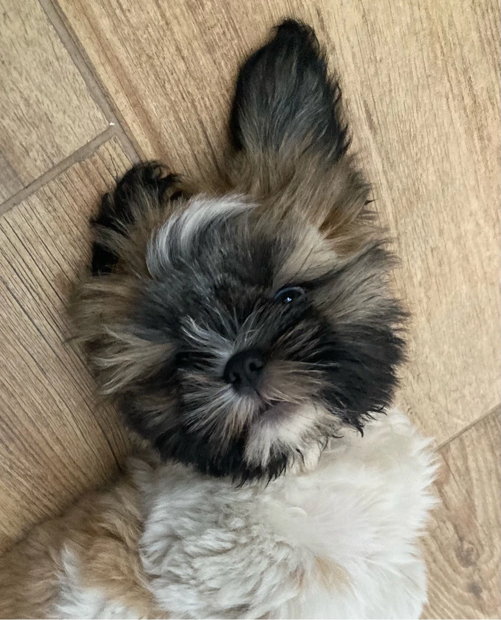 shih tzu kisfiú