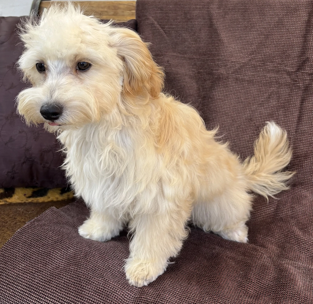 Maltipoo kiskutya eladó!