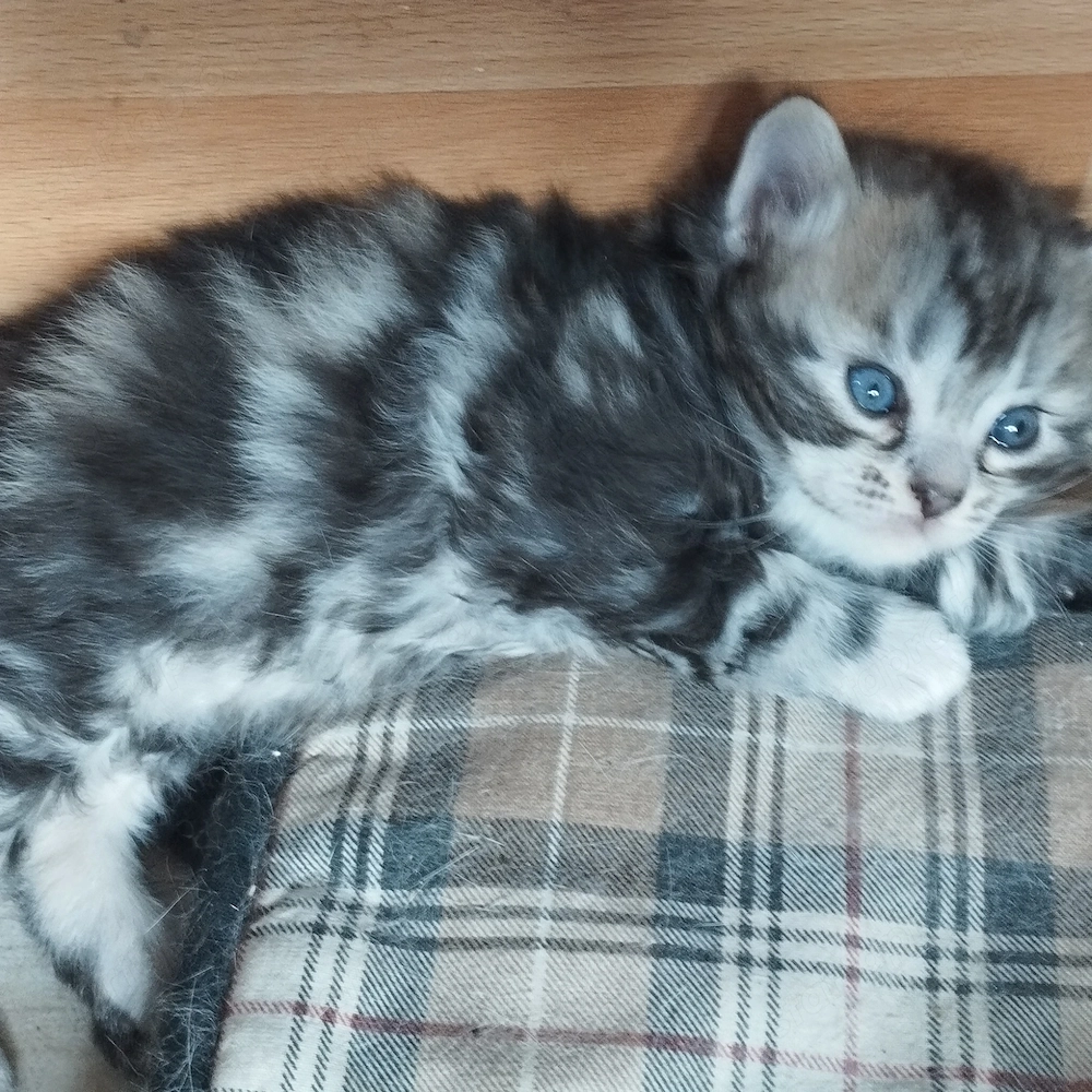 Brit whiskas cicusok