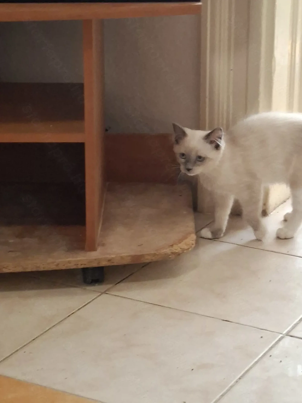  Ragdoll nőstény 12. hetes eladó