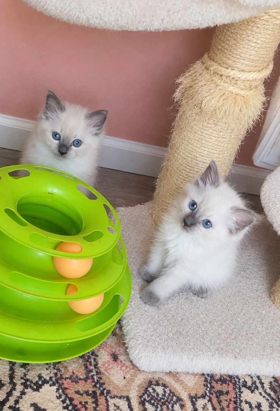 Ragdoll kiscicák oltás nélkül!