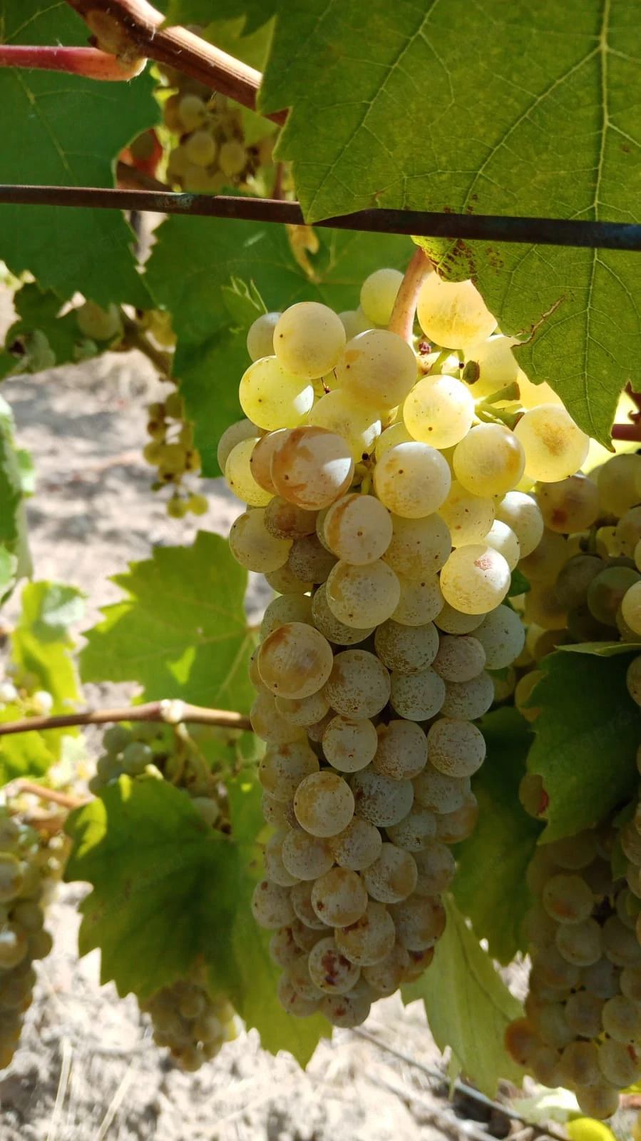 Mádon furmint hárslevelű szőlő eladó