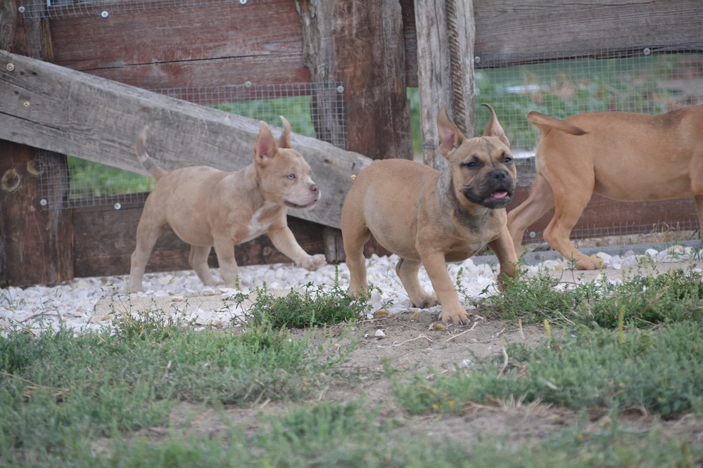 American bully kiskutyák