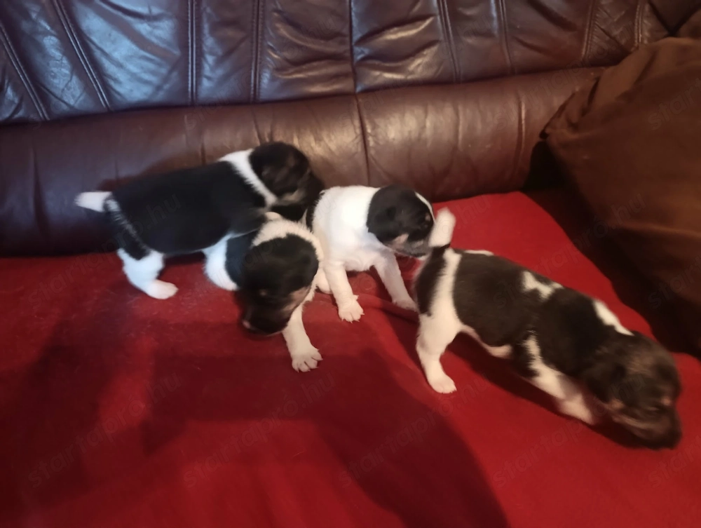 Simaszőrű foxterrier kiskutyák