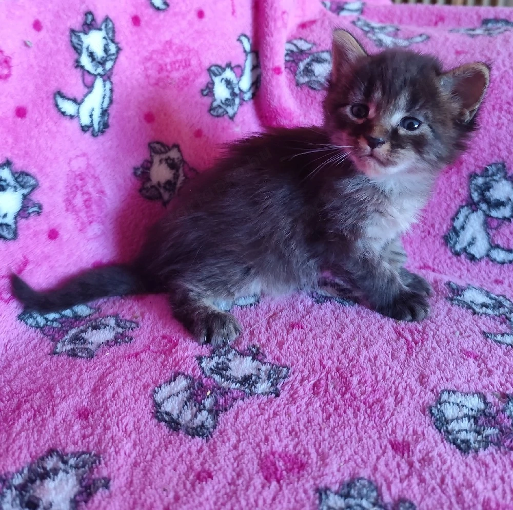 Törzskönyves maine coon kandúr