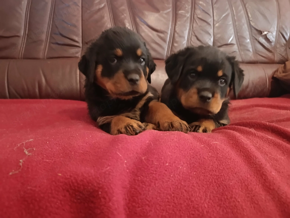Gyönyörű rottweiler kiskutyák 