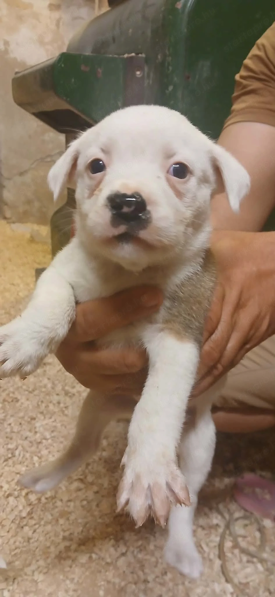 Kutya amerikai staffordshire terrier