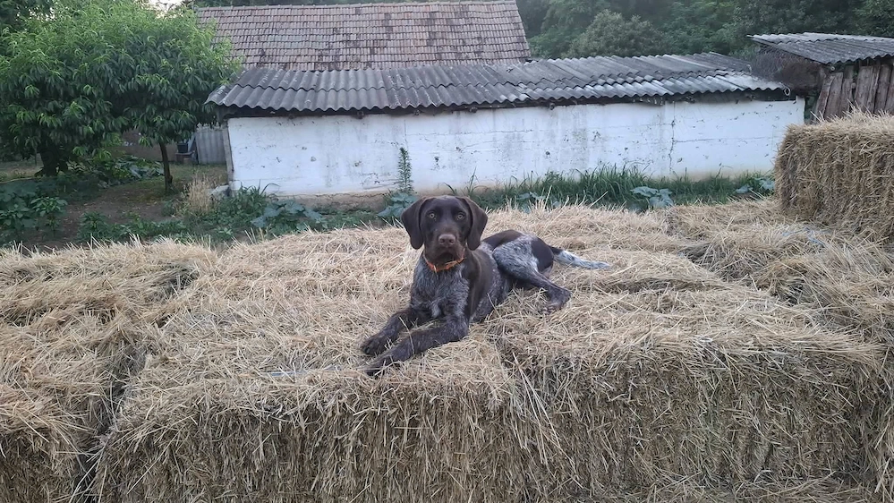 Német vizsla kan, új helyre költözne