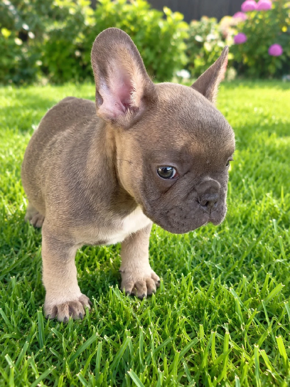 Francia bulldog fiú kiskutya. Szabolcs Szatmár Bereg megye 