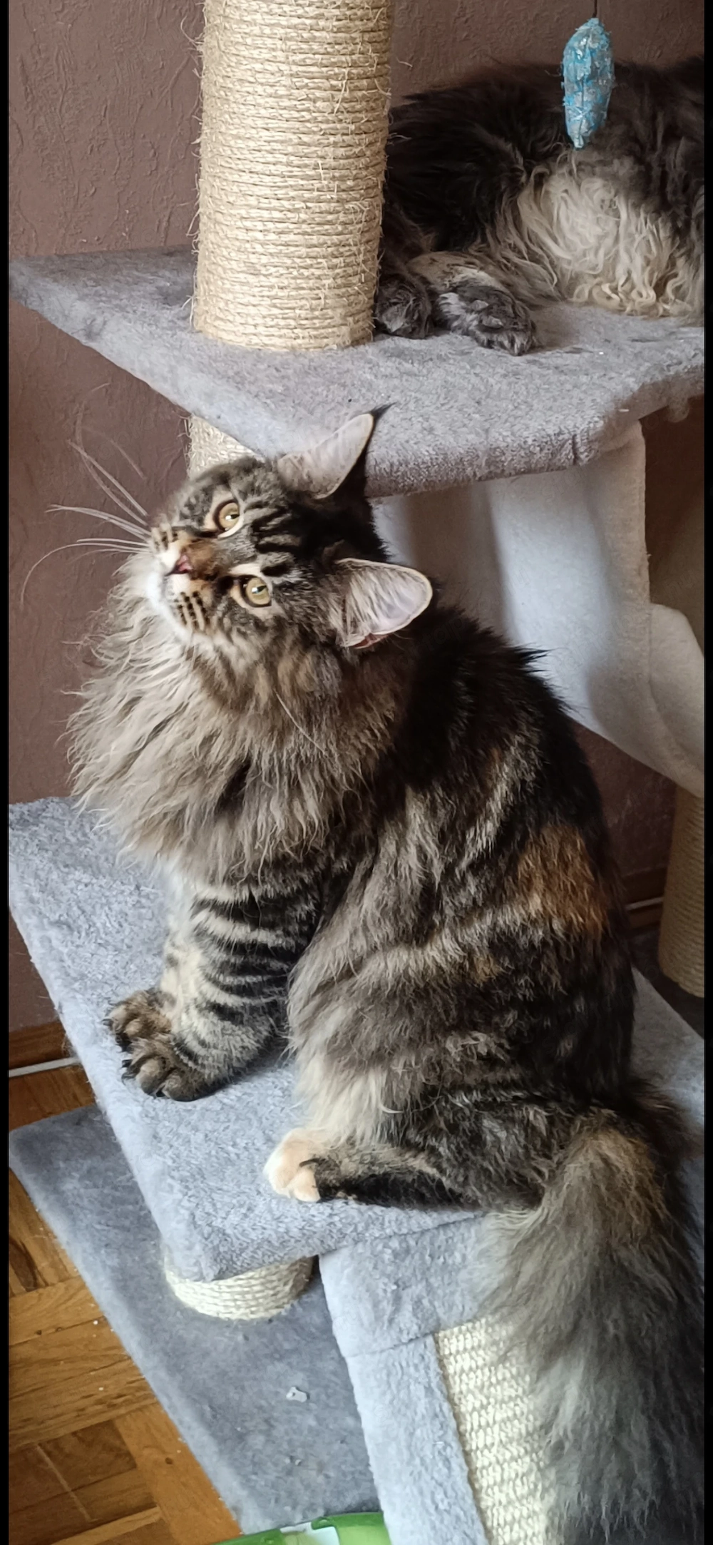 Fiatal maine coon kislány 