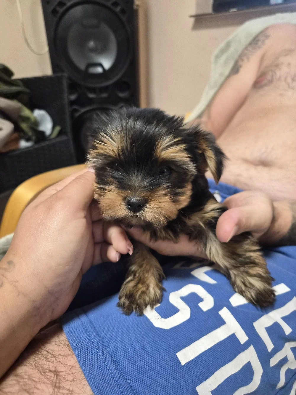 Yorkshire terrier 