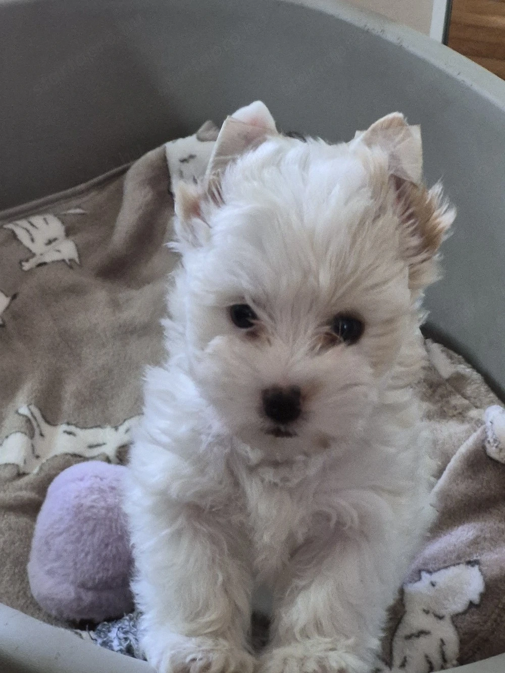 Yorkschire terrier 